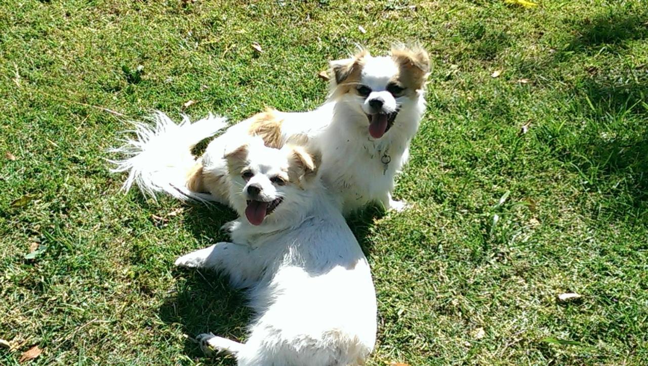 Affittacamere Tropical Coast Retreat - Pet Friendly - Adult Only Kingscliff Esterno foto