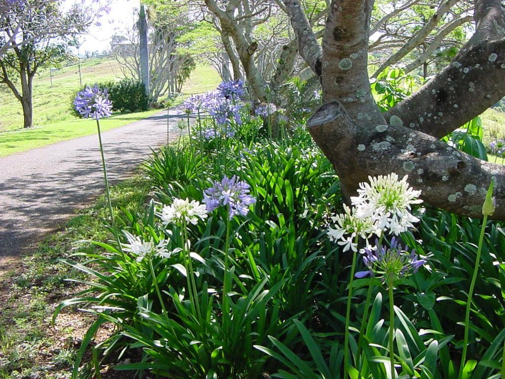 Affittacamere Tropical Coast Retreat - Pet Friendly - Adult Only Kingscliff Esterno foto