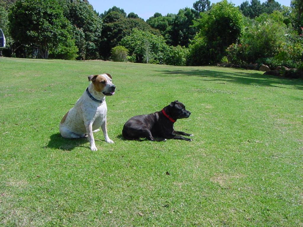 Affittacamere Tropical Coast Retreat - Pet Friendly - Adult Only Kingscliff Esterno foto
