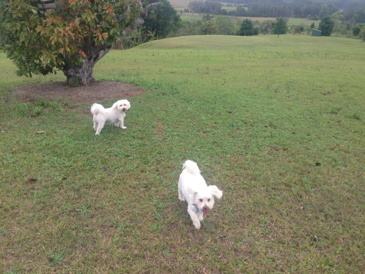 Affittacamere Tropical Coast Retreat - Pet Friendly - Adult Only Kingscliff Esterno foto