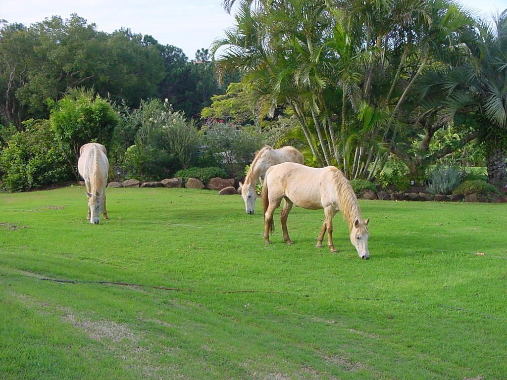 Affittacamere Tropical Coast Retreat - Pet Friendly - Adult Only Kingscliff Esterno foto